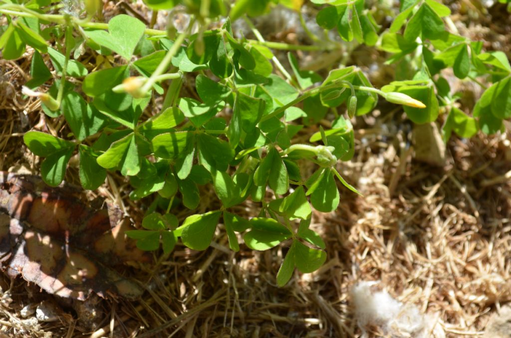 Oxalis da specificare